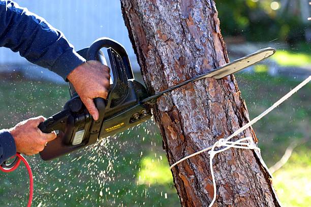 Leaf Removal in Milton, WA