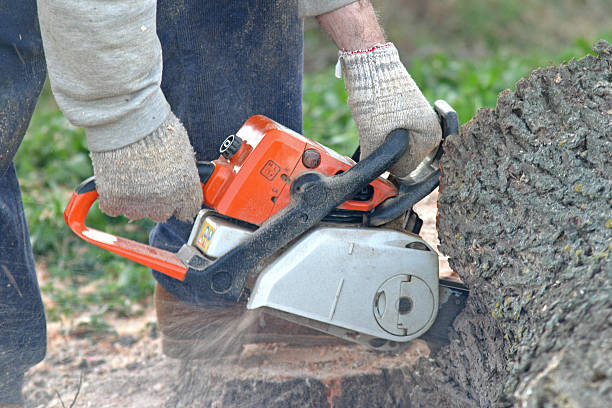 How Our Tree Care Process Works  in  Milton, WA