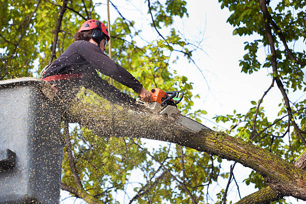 Best Commercial Tree Services  in Milton, WA