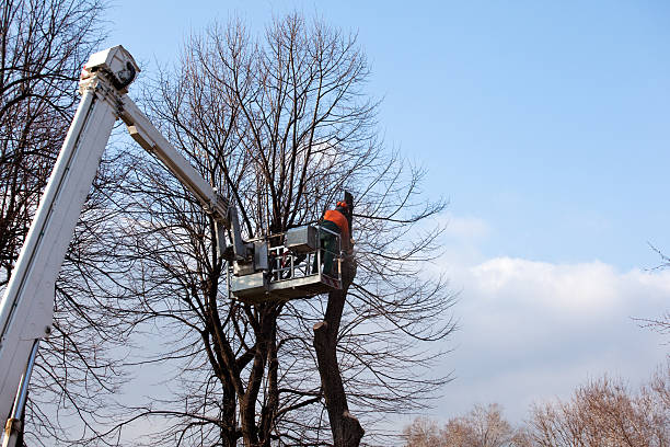 Best Tree Risk Assessment  in Milton, WA